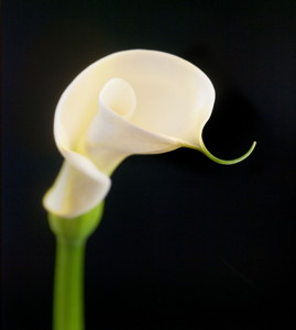 Kala - &copy; Janko Belaj