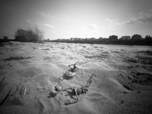 Getting out alive in front of hermit crab - &copy; Janko Belaj