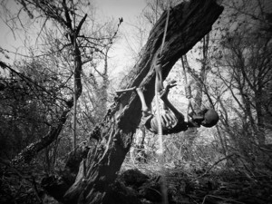 Rise to life - &copy; Janko Belaj