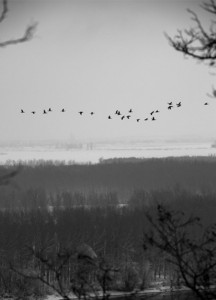Donau-Flieger - &copy; Janko Belaj