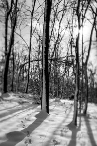 Kleiner Waldspaziergang - &copy; Janko Belaj
