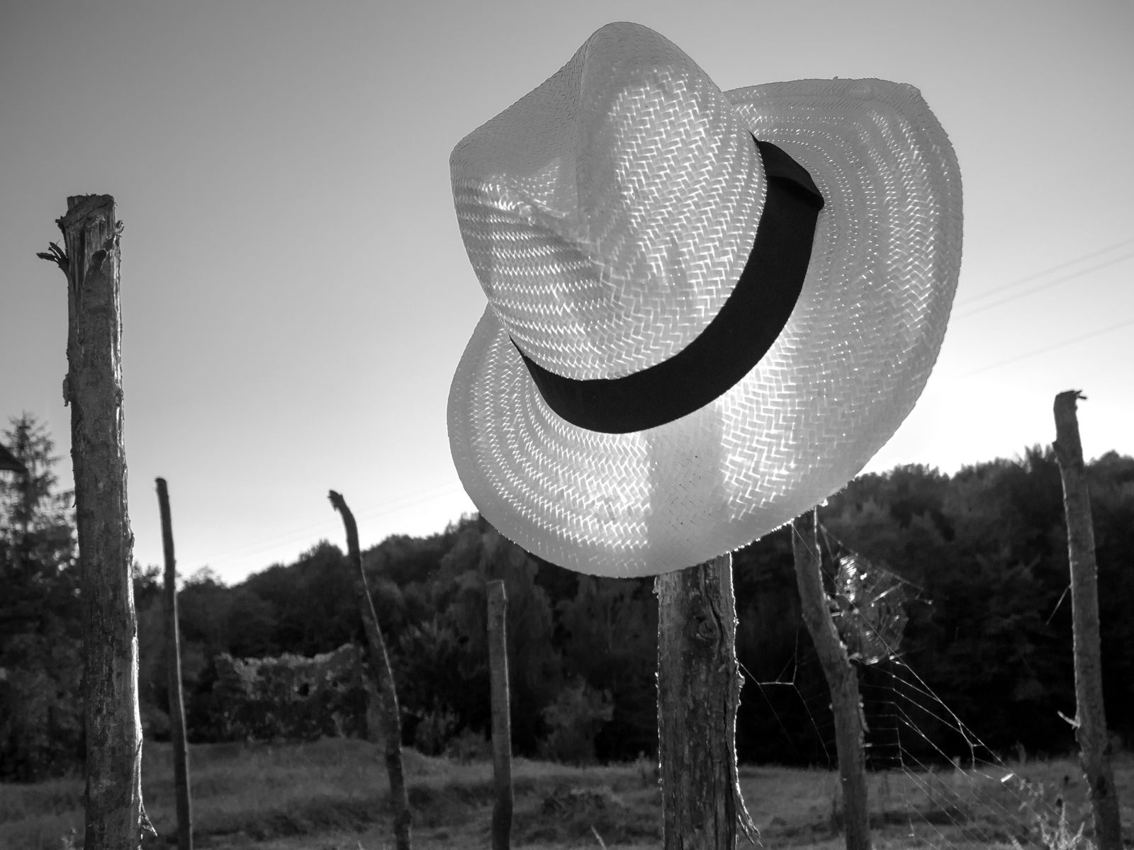 Auf einem Weinbergpfahl