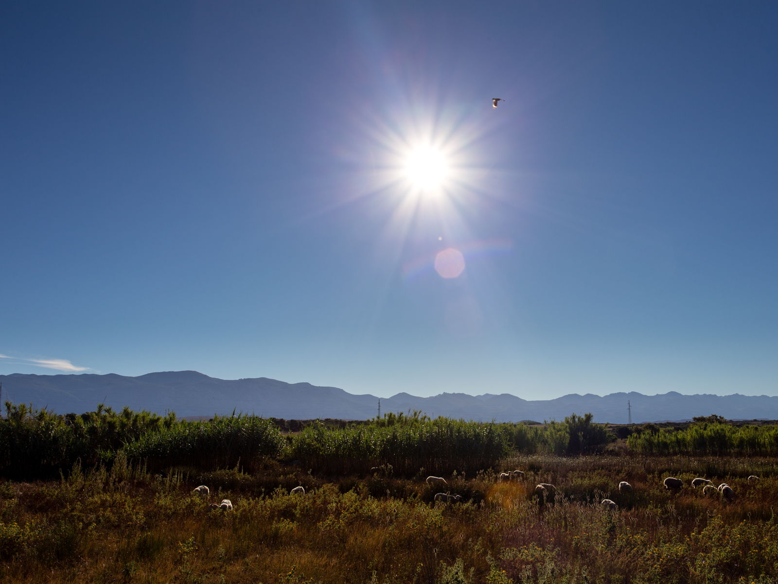 Jutarnji pozdrav pupavca