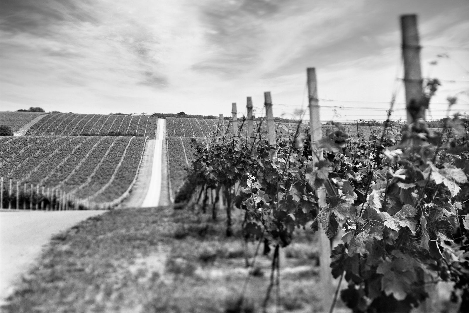 Baranjsko vino za kneževski ručak