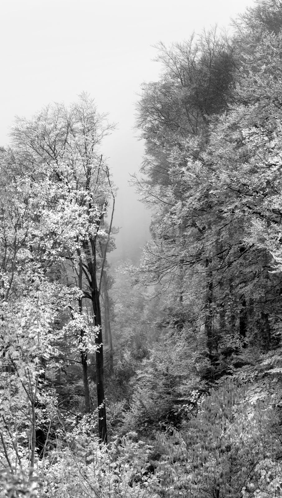 White Doors of Mountain