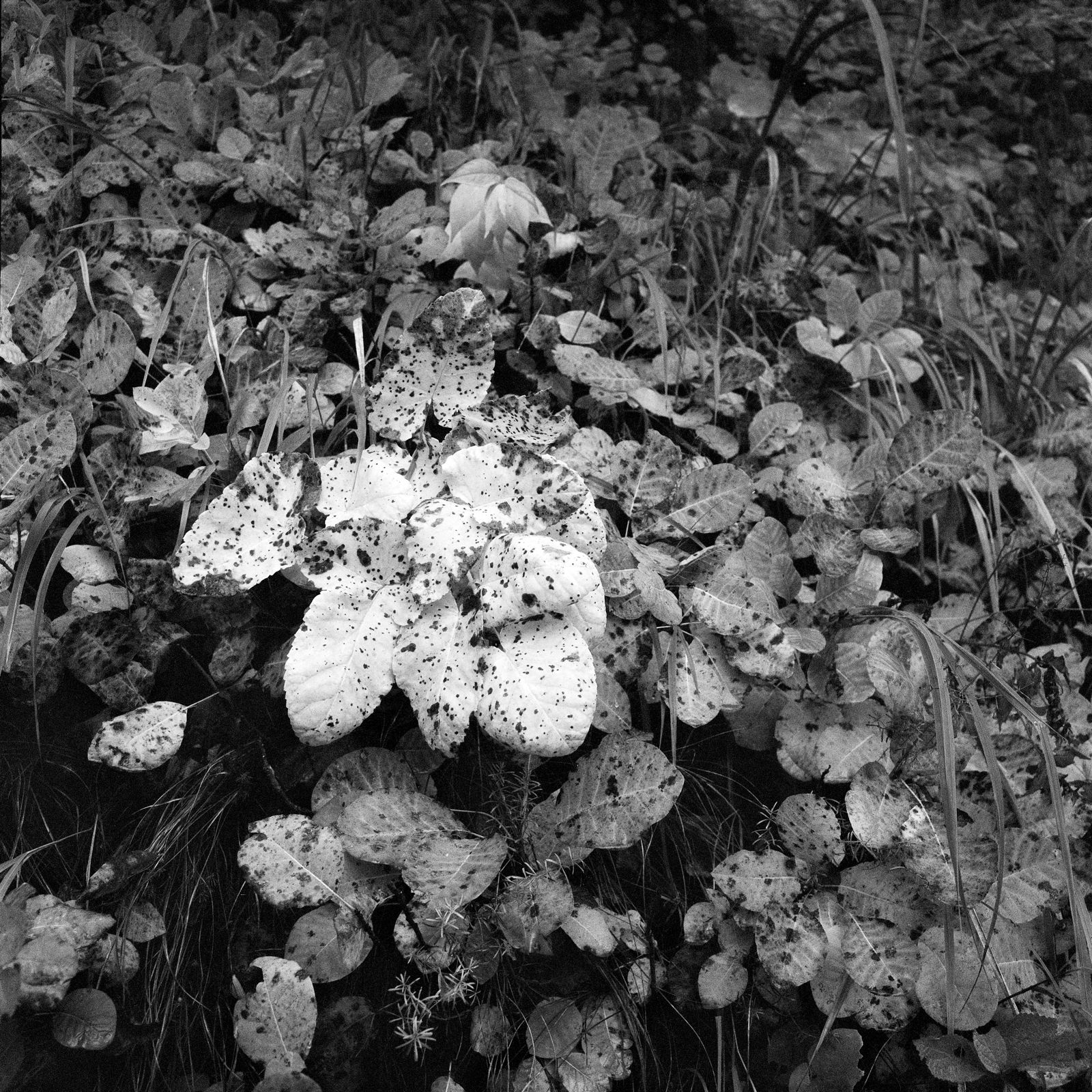 Autumn of Yellow Turf