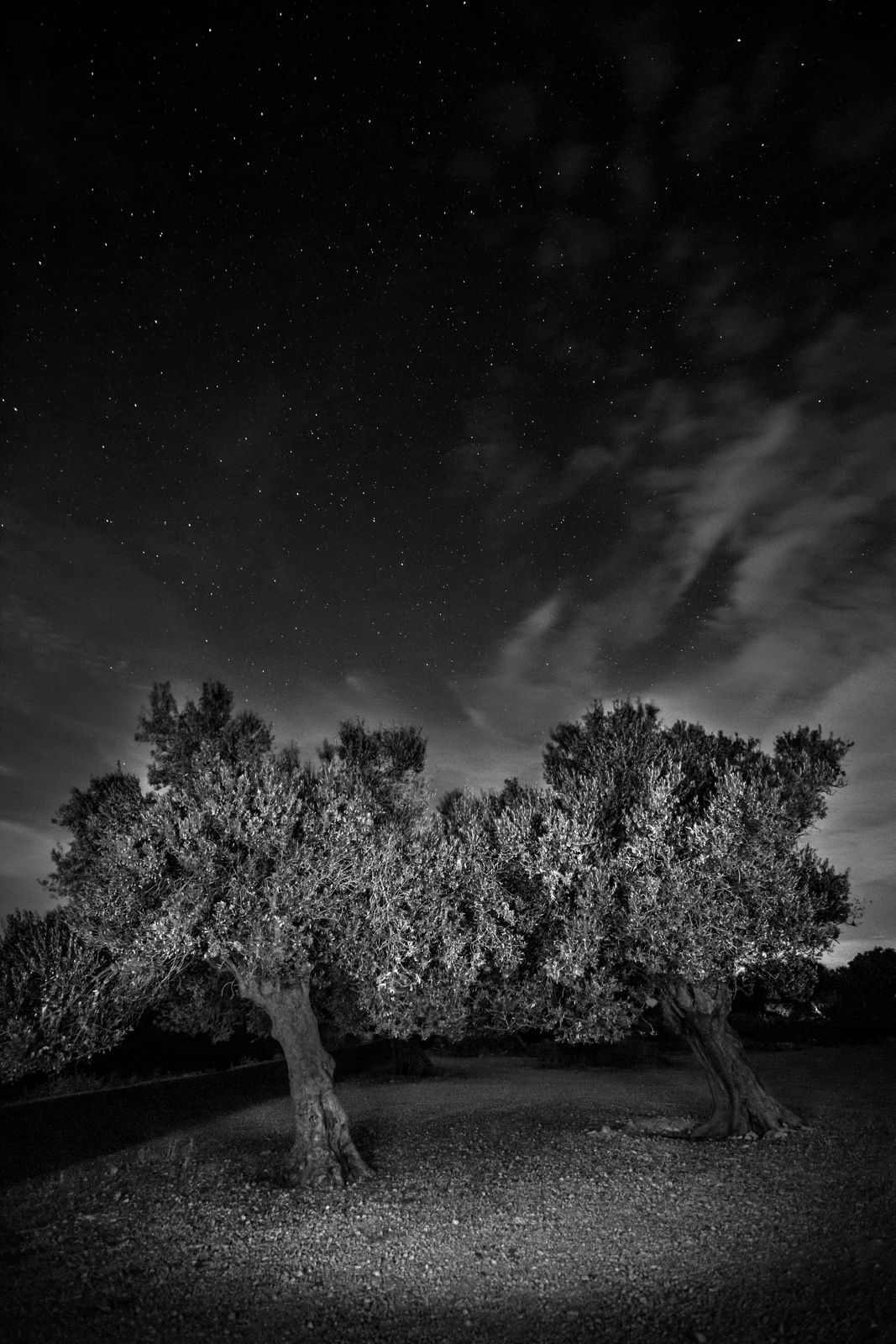 Eine Nacht im Olivenhain von Lun